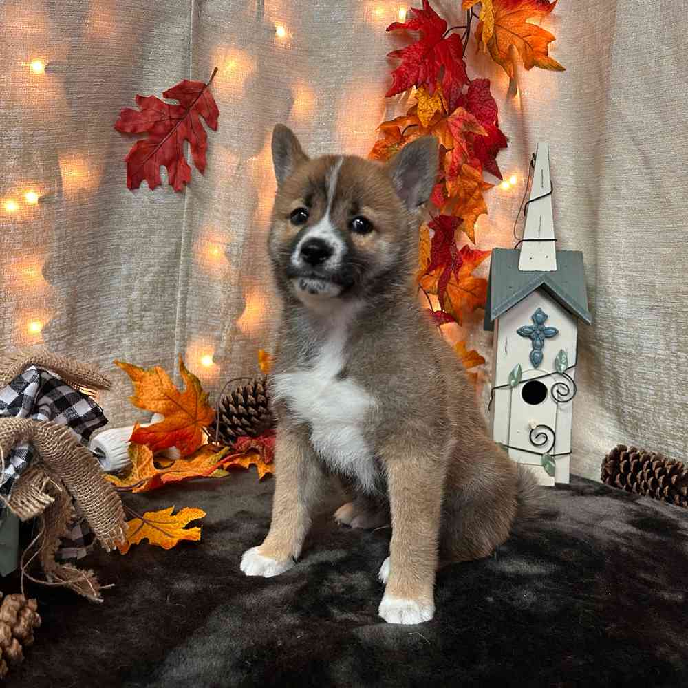 carousel pet images