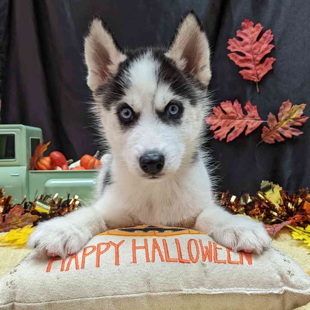carousel pet images
