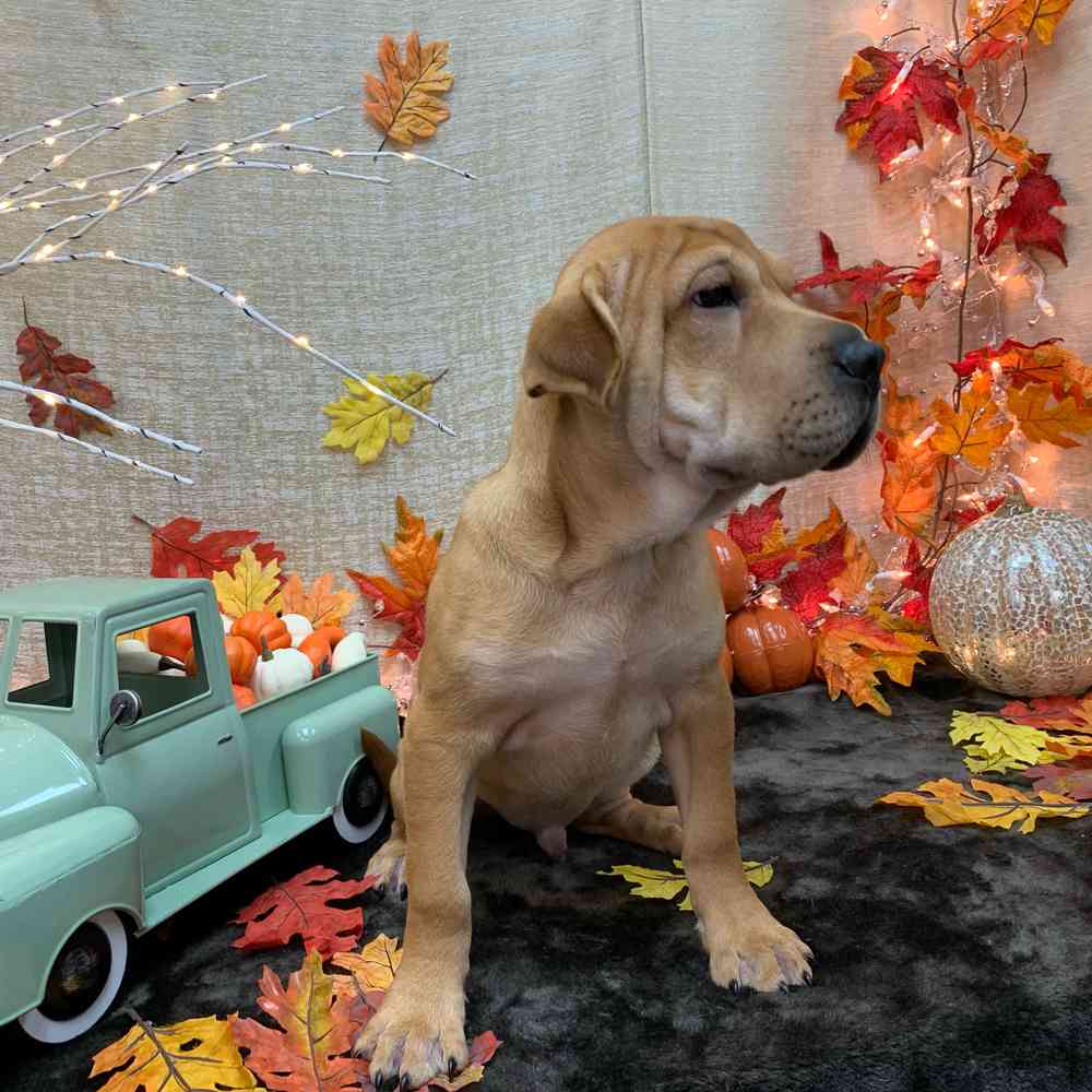 carousel pet images