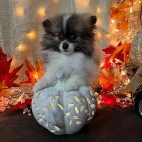 Pomeranian