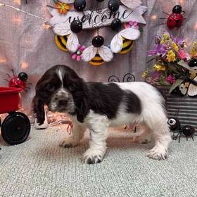 Cocker Spaniel