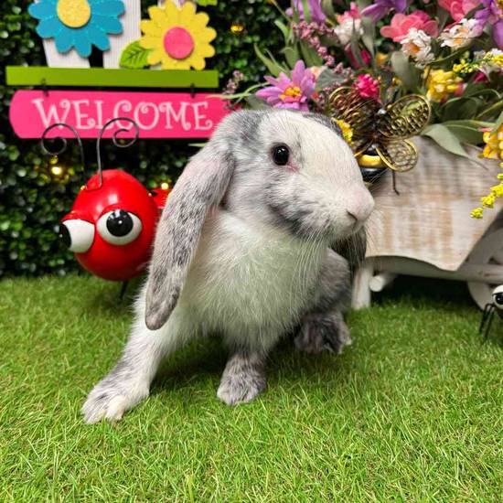 Flemish Giant Holland Lop Mix