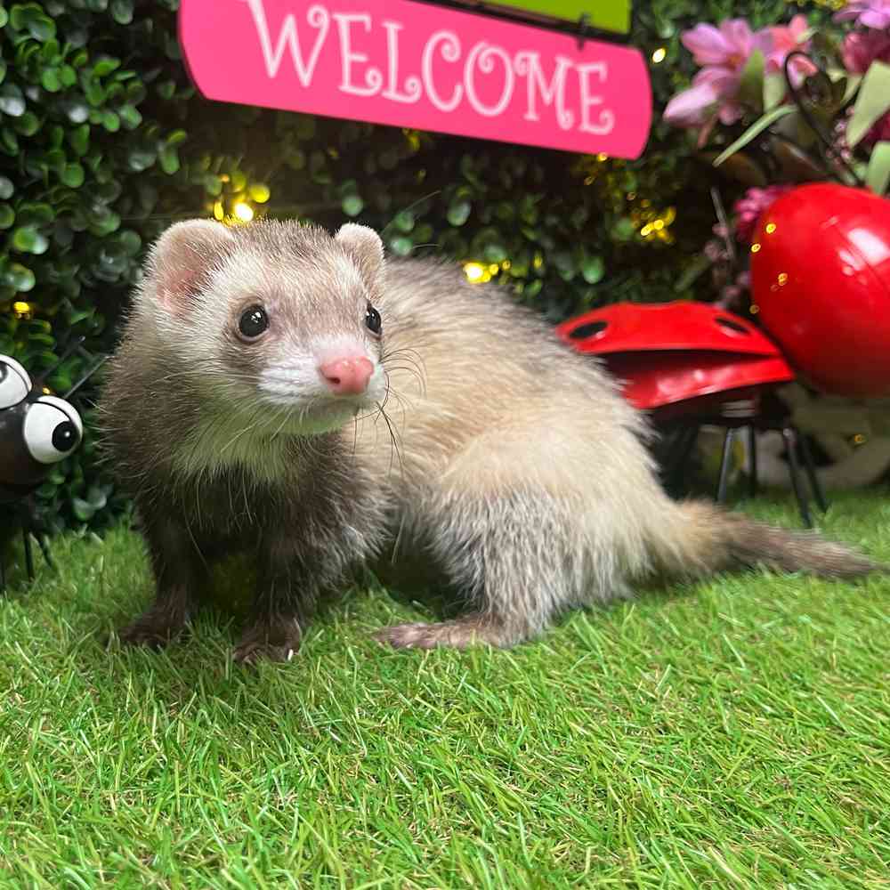 carousel pet images