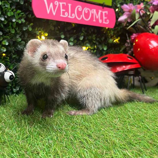 Ferret