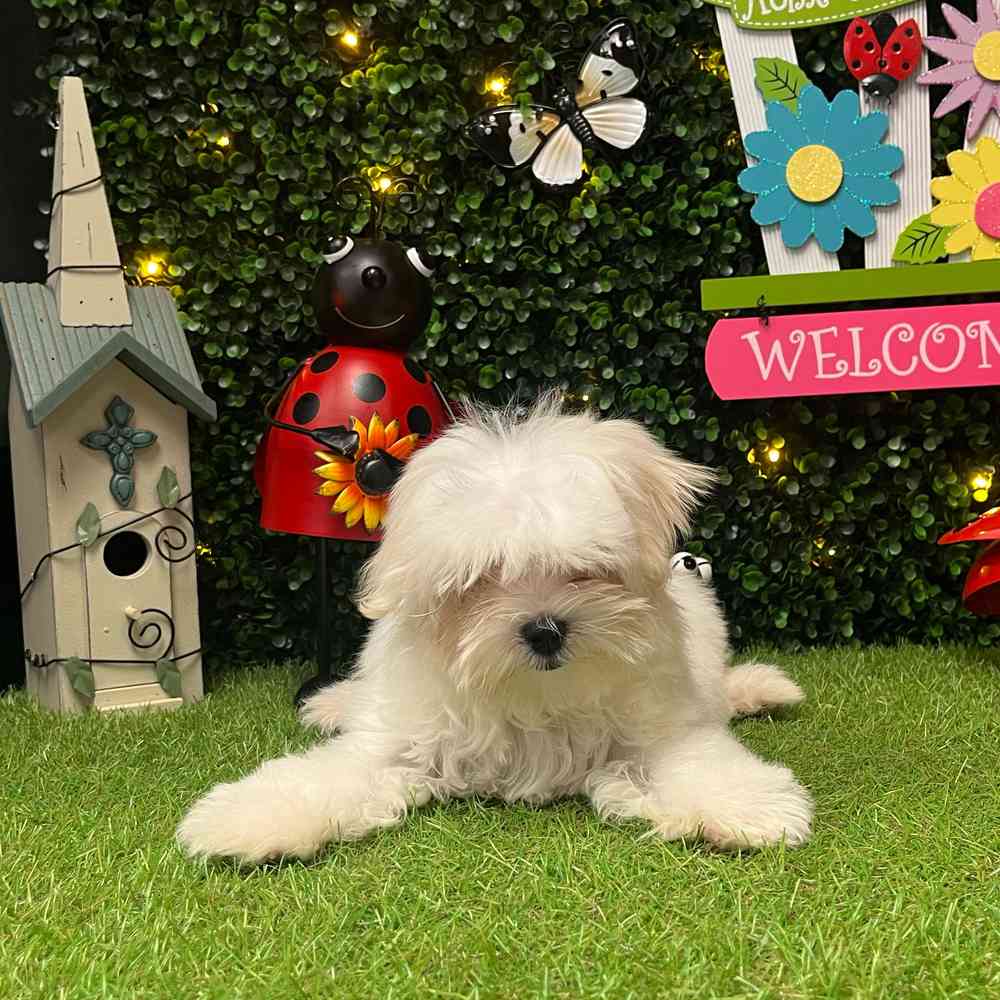 carousel pet images