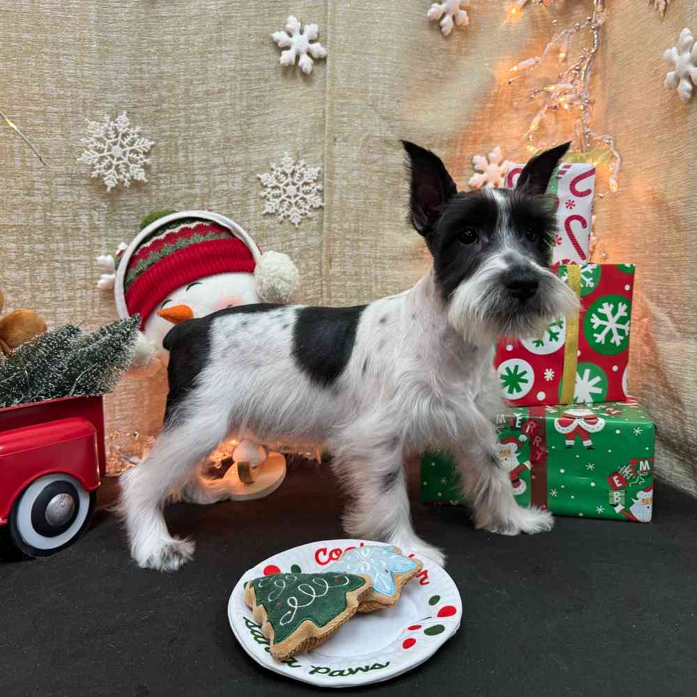 carousel pet images