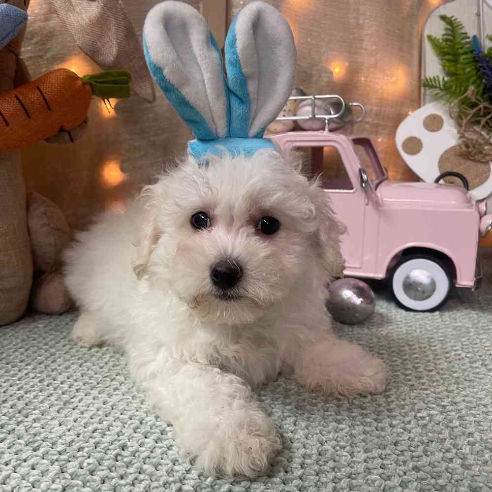 carousel pet images