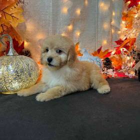 Miniature Goldendoodle