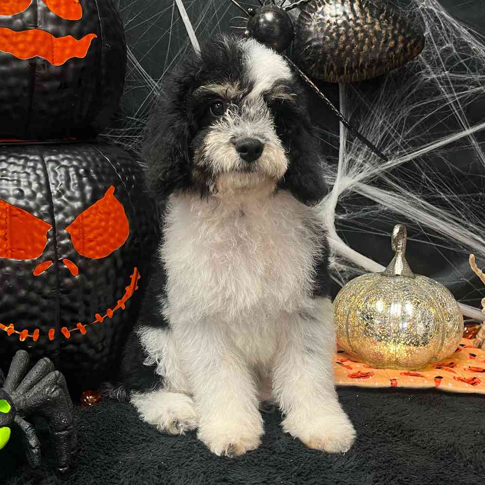 carousel pet images