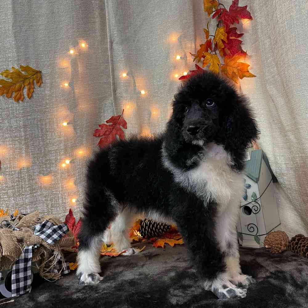 carousel pet images