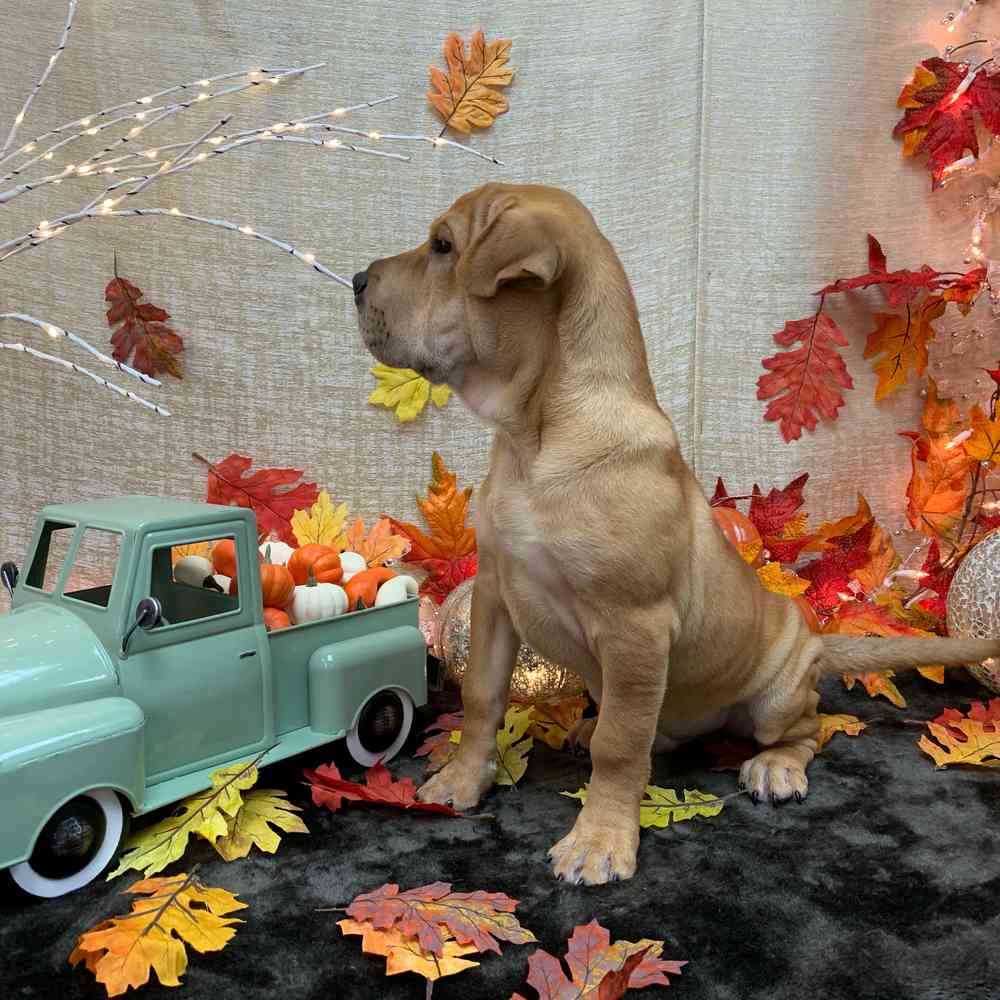 carousel pet images