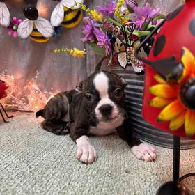 Boston Terrier