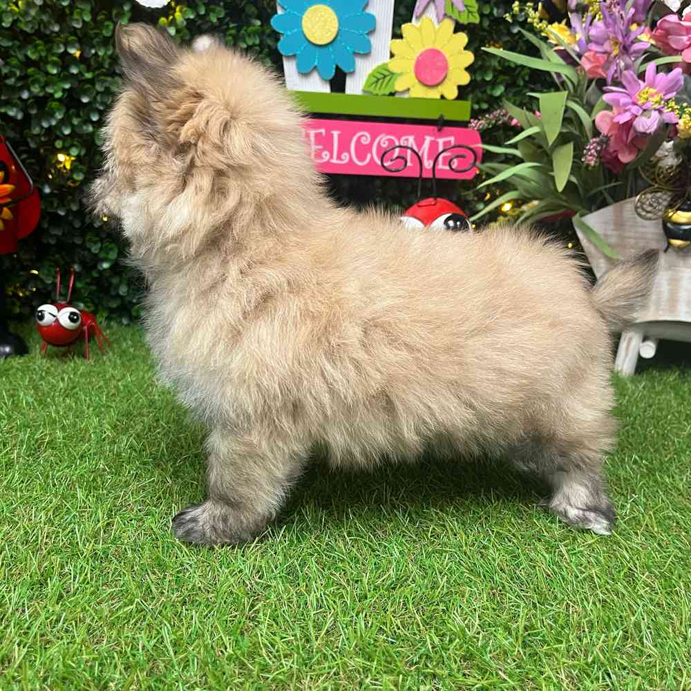 carousel pet images