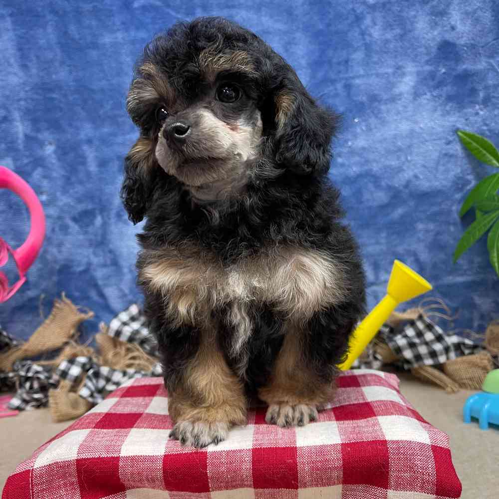 carousel pet images