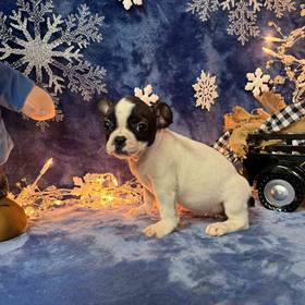 French Bulldog
