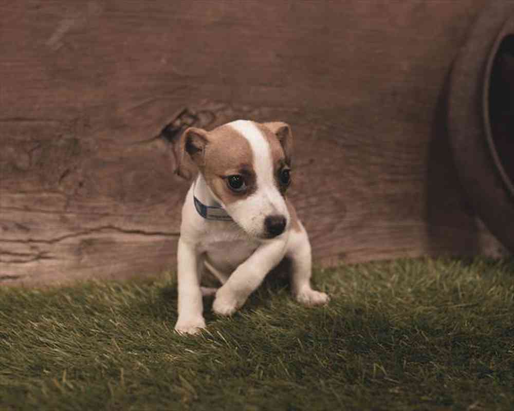 carousel pet images