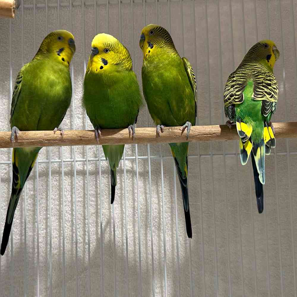 carousel pet images