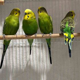 Parakeet