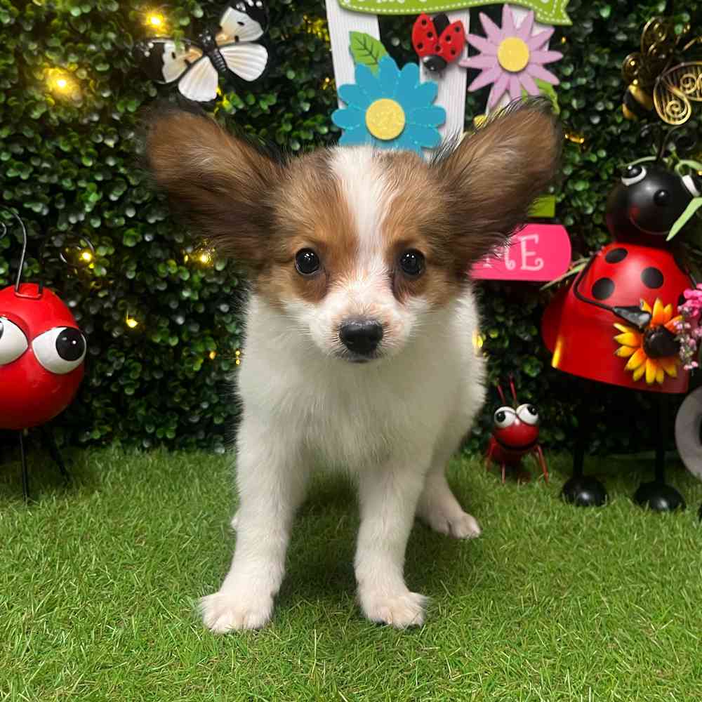 carousel pet images