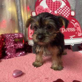 Yorkshire Terrier