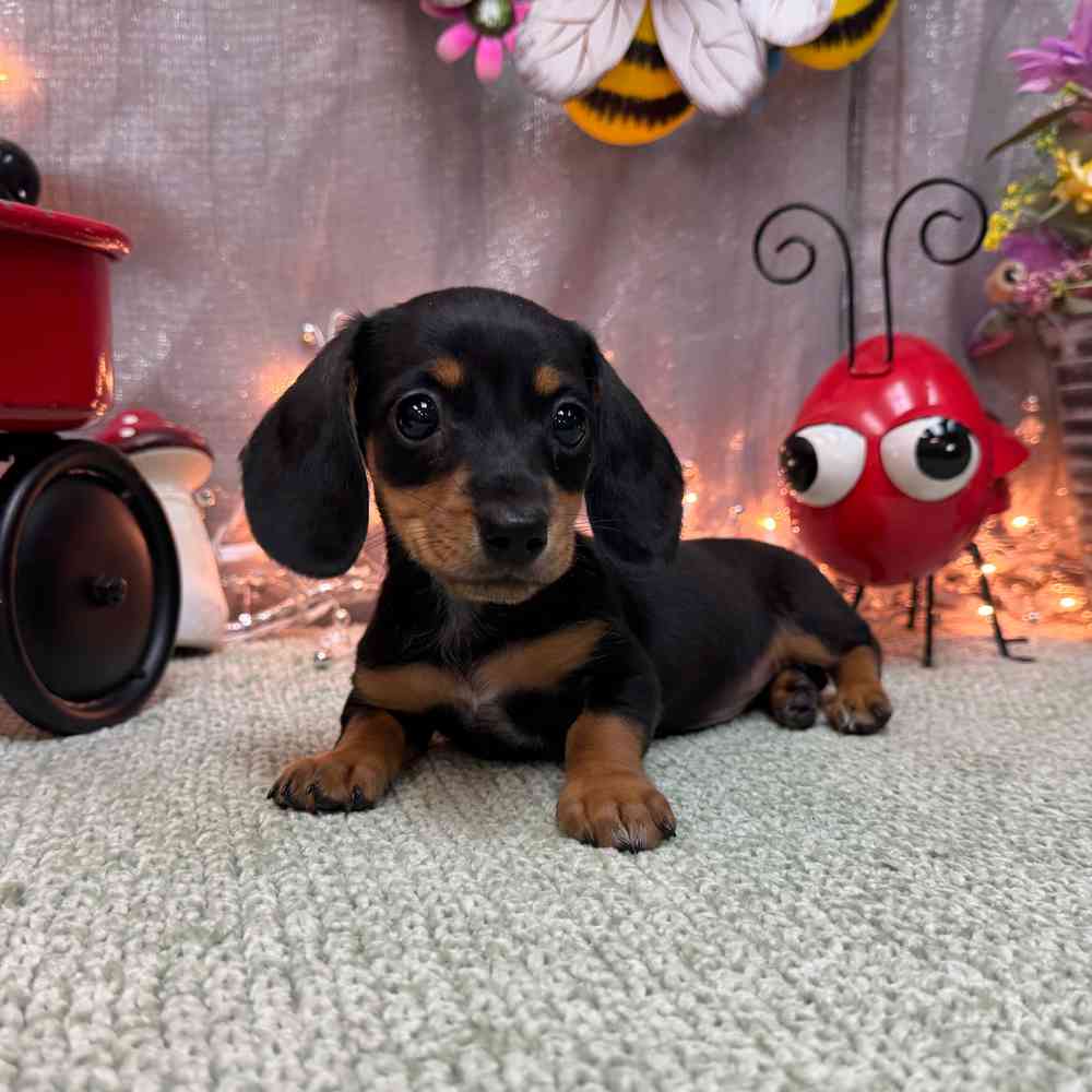 Image of a pet breed in the gallery