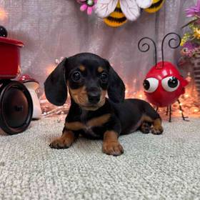 Dachshund