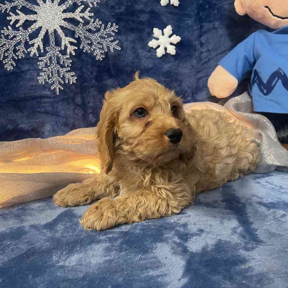 carousel pet images
