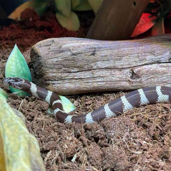 California King Snake