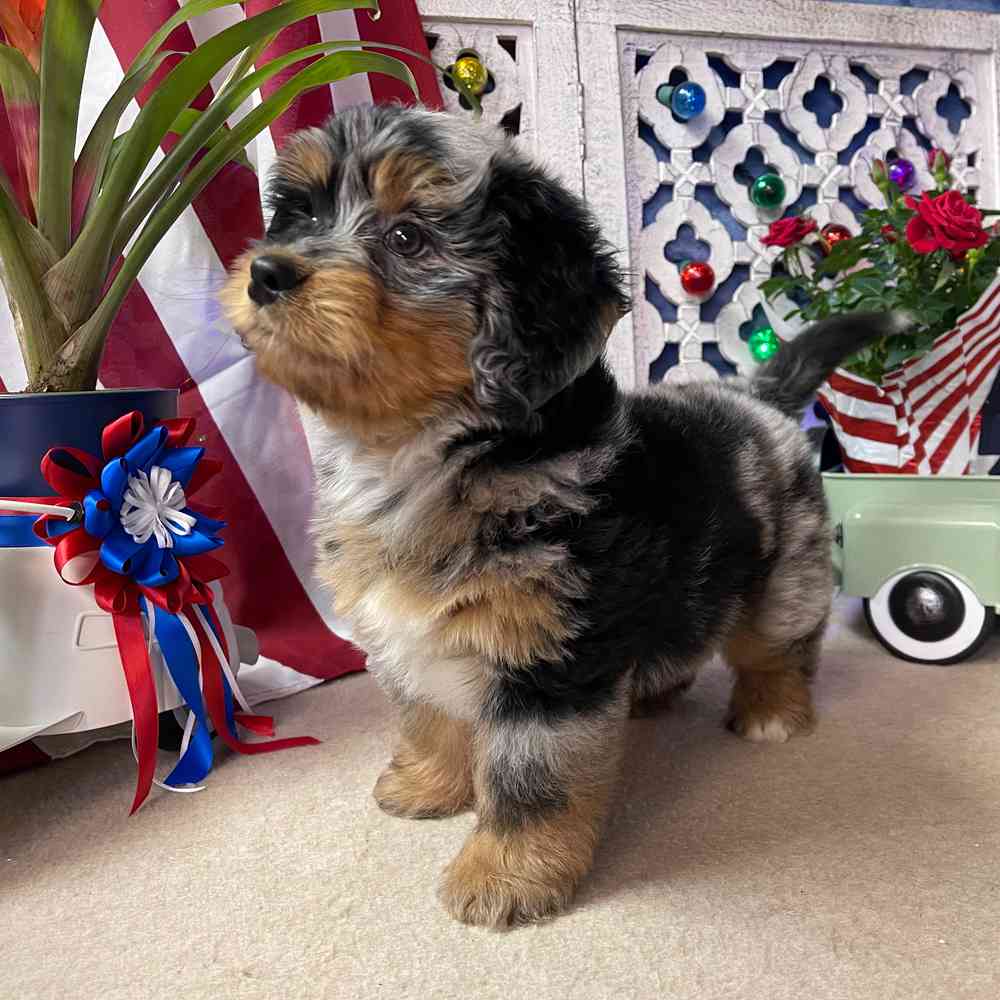 carousel pet images