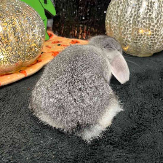 Holland Lop