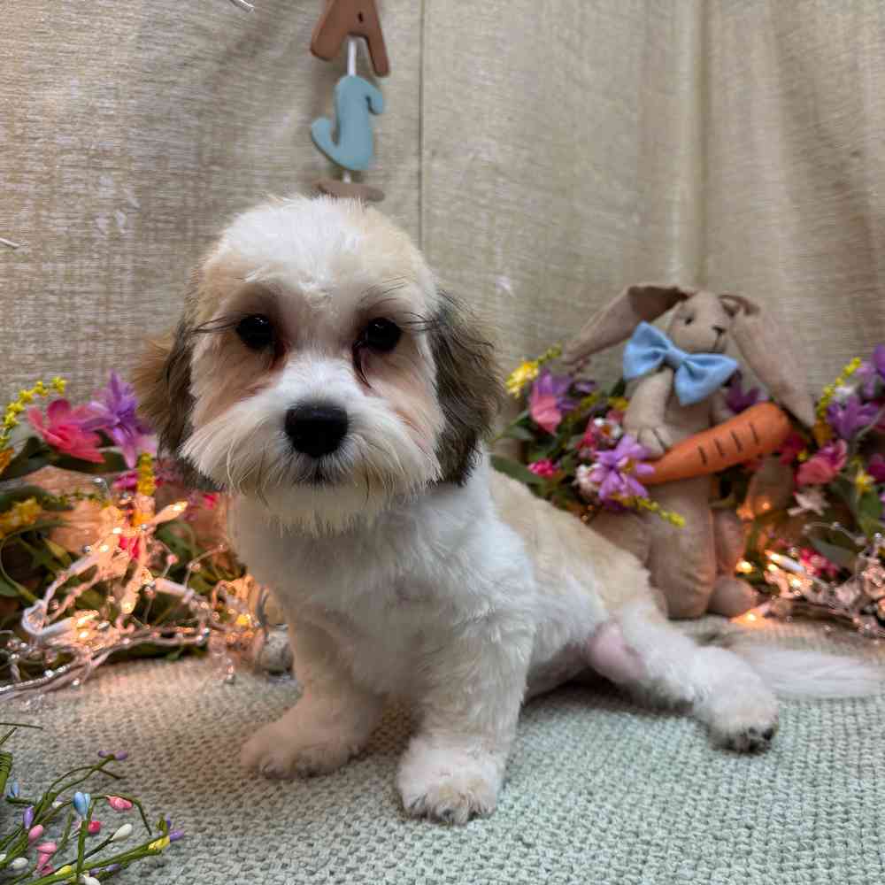 carousel pet images