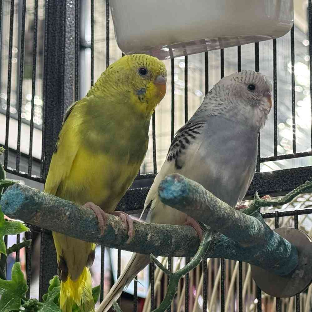 carousel pet images