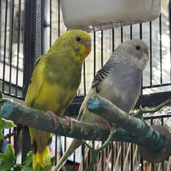 Parakeet