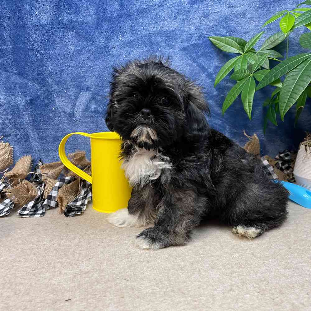 carousel pet images