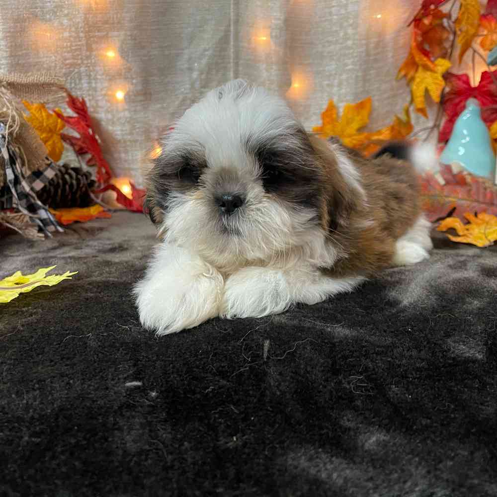 carousel pet images