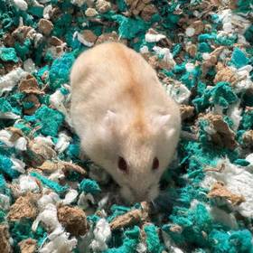 Dwarf Hamster