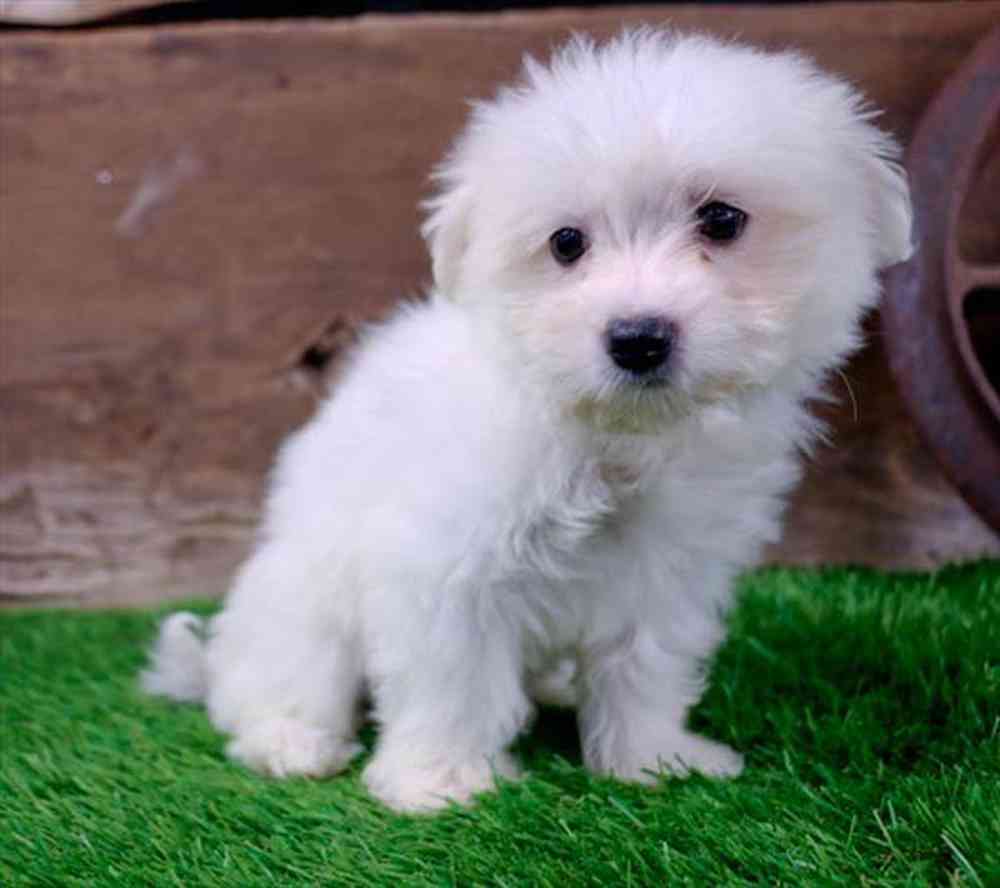 carousel pet images