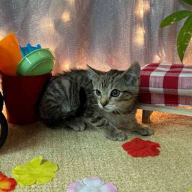 Domestic Kitten
