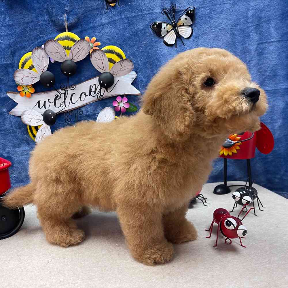 carousel pet images