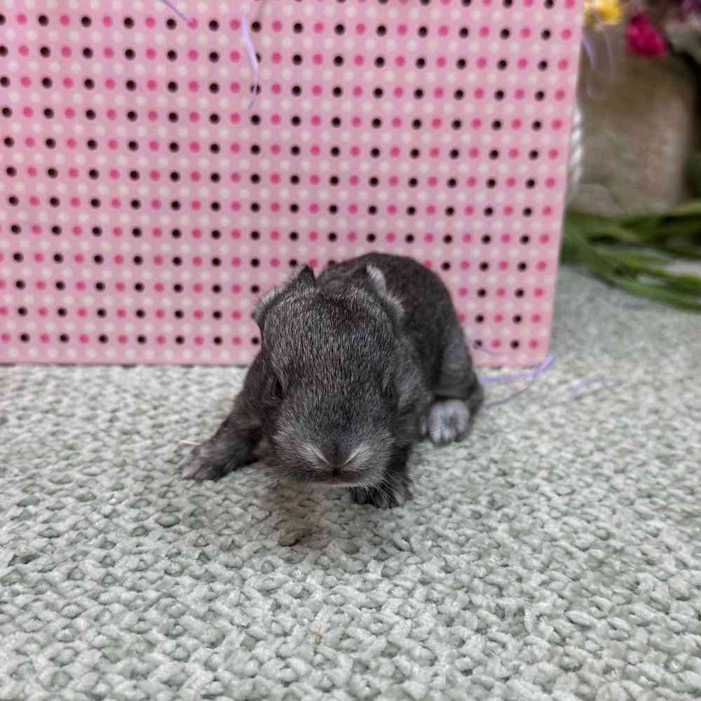 Image of a pet breed in the gallery