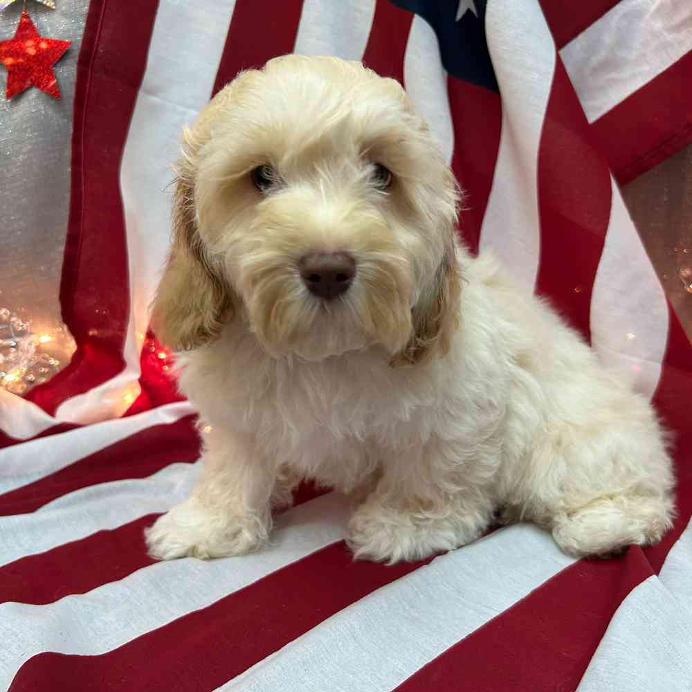 carousel pet images