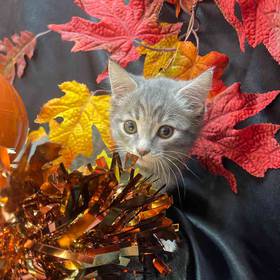 Domestic Short Hair