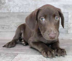 Labrador Retriever
