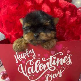 Yorkshire Terrier