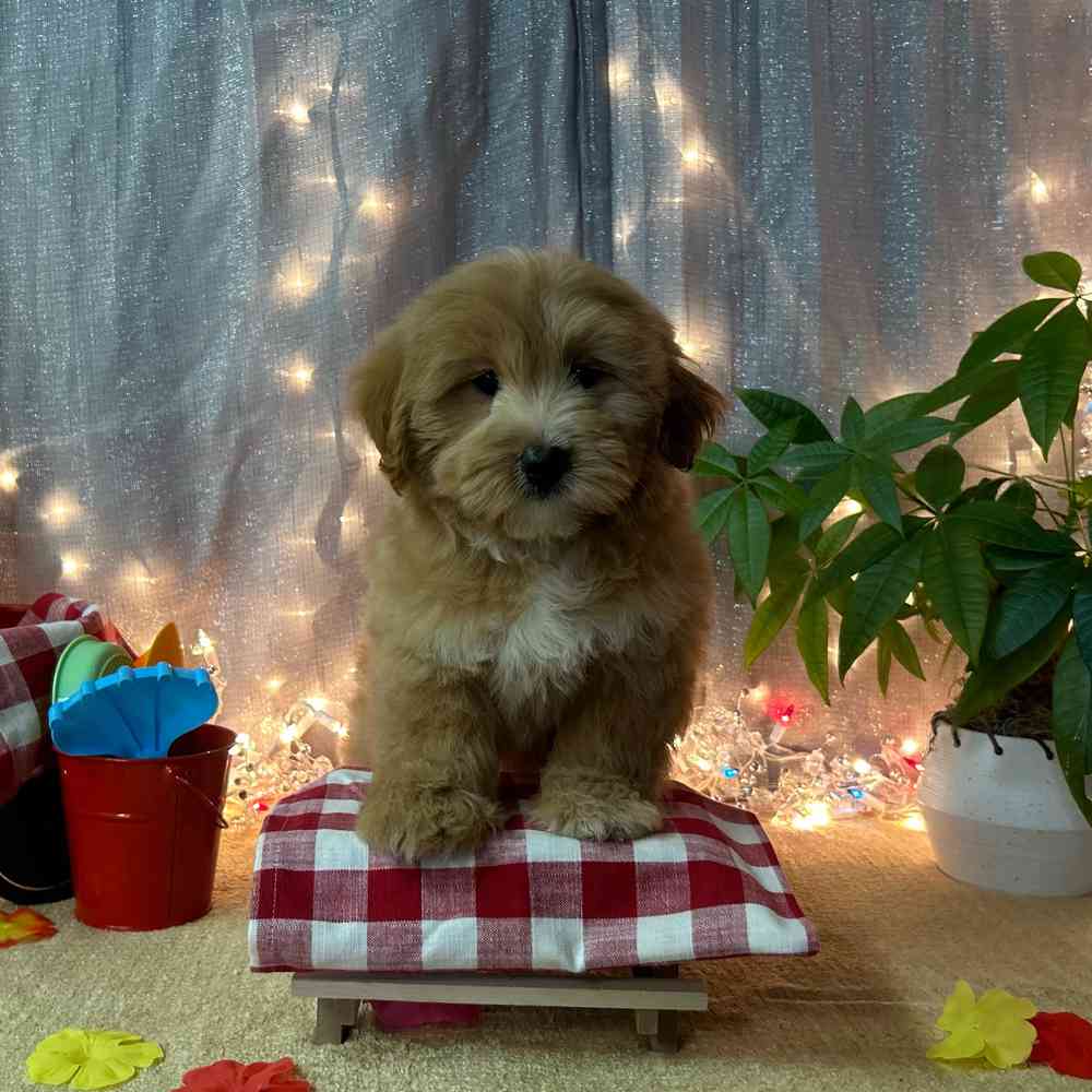 carousel pet images