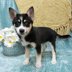 Pomsky