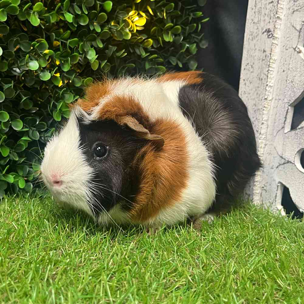 carousel pet images