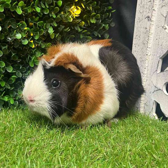 Adoption Guinea Pig