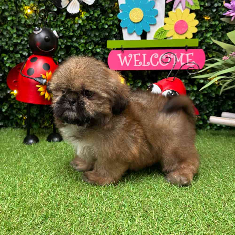 carousel pet images