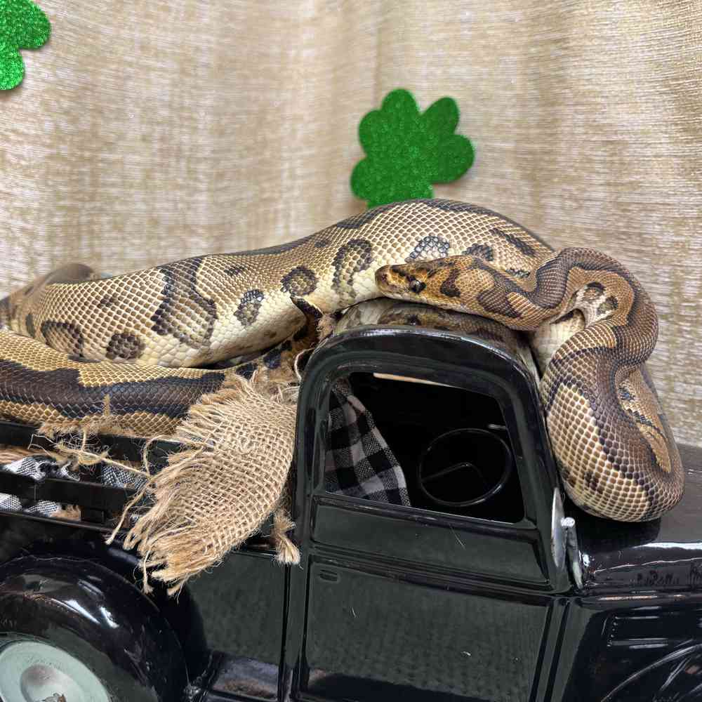 carousel pet images